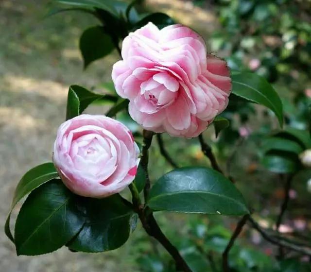 茶花是我国的十大名花吗,中国十大名花图片及花语