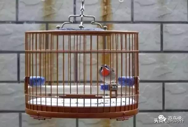 对鸟儿亏膘的粗浅认识