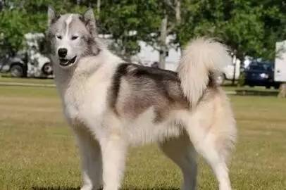 长得像狼的8种狗,盘点所有跟狼长得像的狗