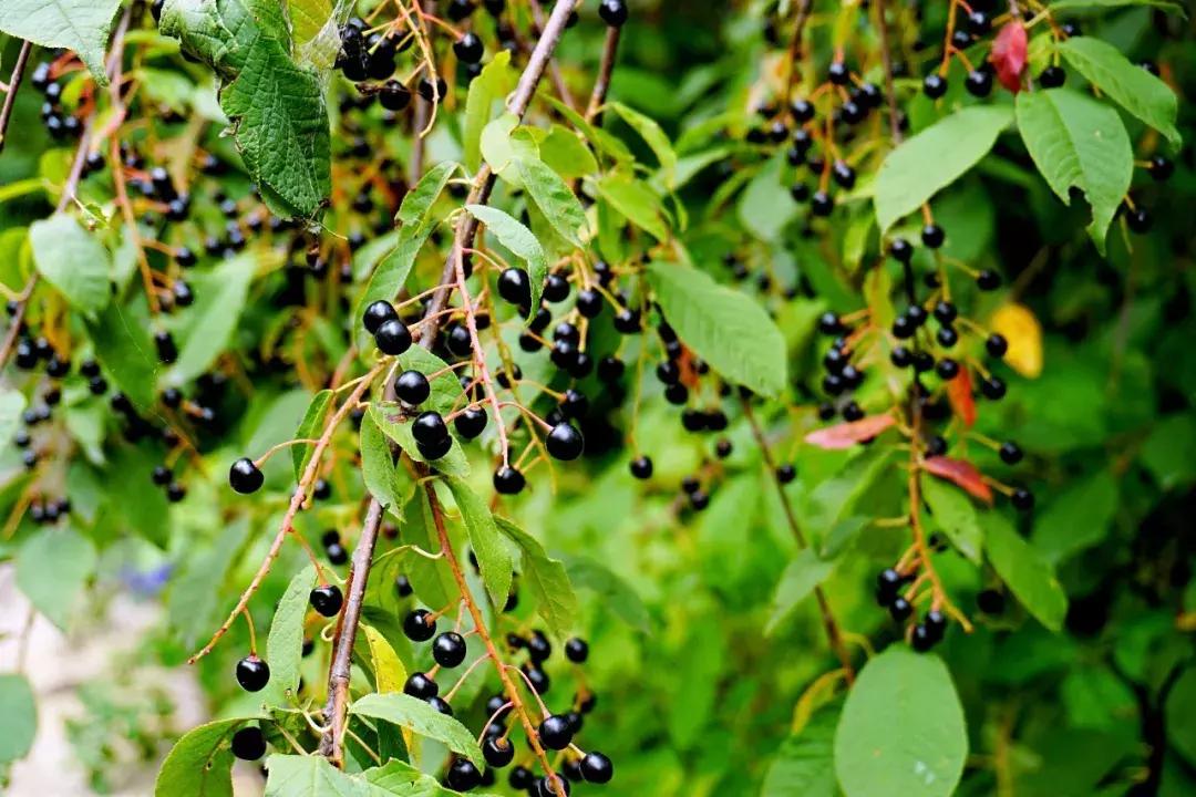 丰宁千松坝秋色,天凉好个秋拍摄