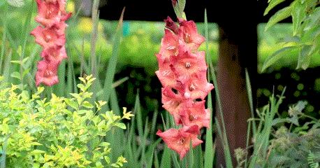 曾是电脑城销售，12年后坐拥60亩私家花园，137万网友跟她看春天