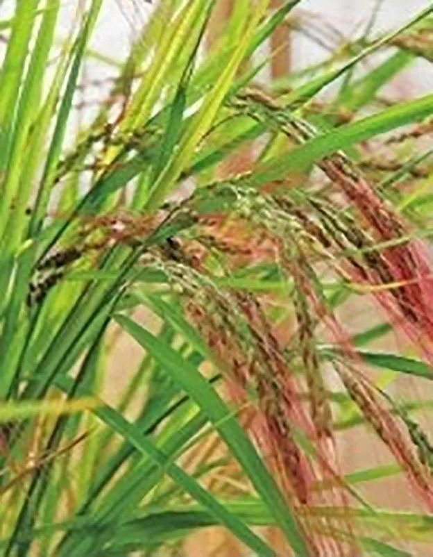 “大米熟了”，不是锅里煮的，而是阳台上栽的，一起来采摘吧