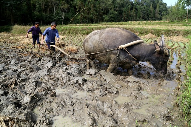 水牛很温顺吗,水牛比黄牛好养