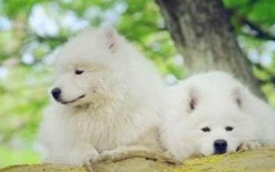 老年犬的日常保健视频,老年犬的饲养管理文章