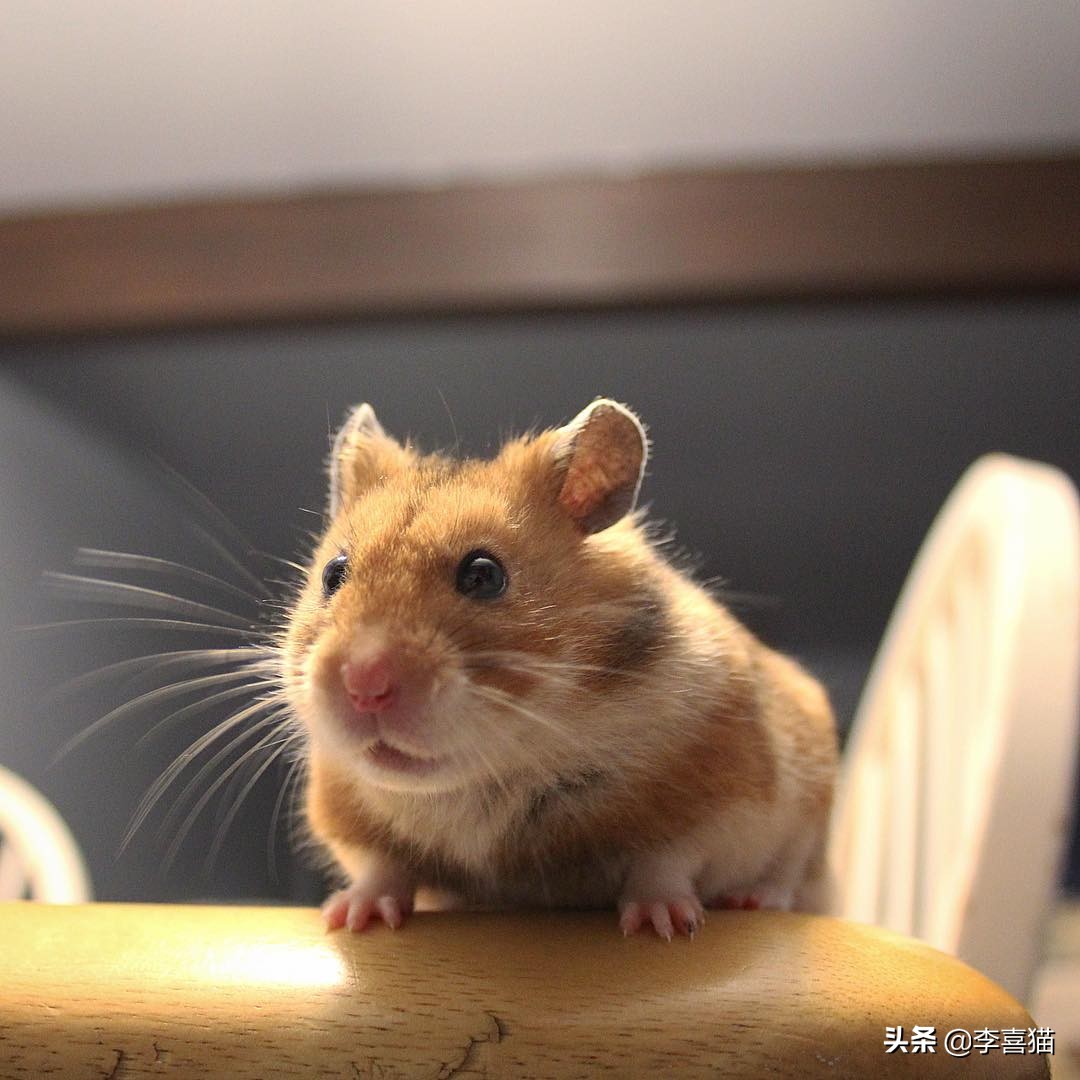 怎样养仓鼠才会让它亲近主人呢,仓鼠该怎么养才能让它听话