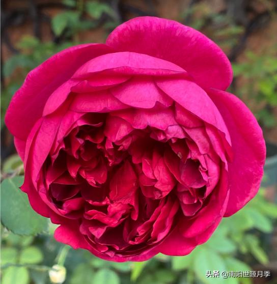 送你100朵玫瑰花,玫瑰花送谁都浪漫唯独送你不一样