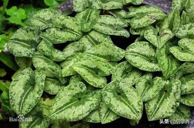 这是什么功夫？竟然用手指甲在腿肚子上搔几下，老道鼻子就通气了