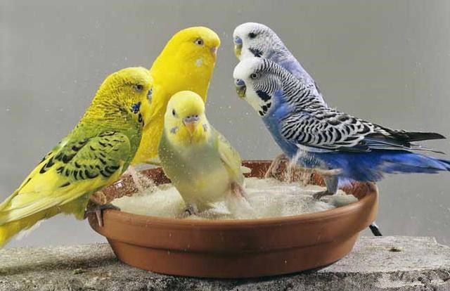 想养鹦鹉?第一只鹦鹉盘它准没错!看完养死1只我赔你10只