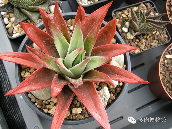 天使之泪多肉老桩,天使之泪多肉状态图