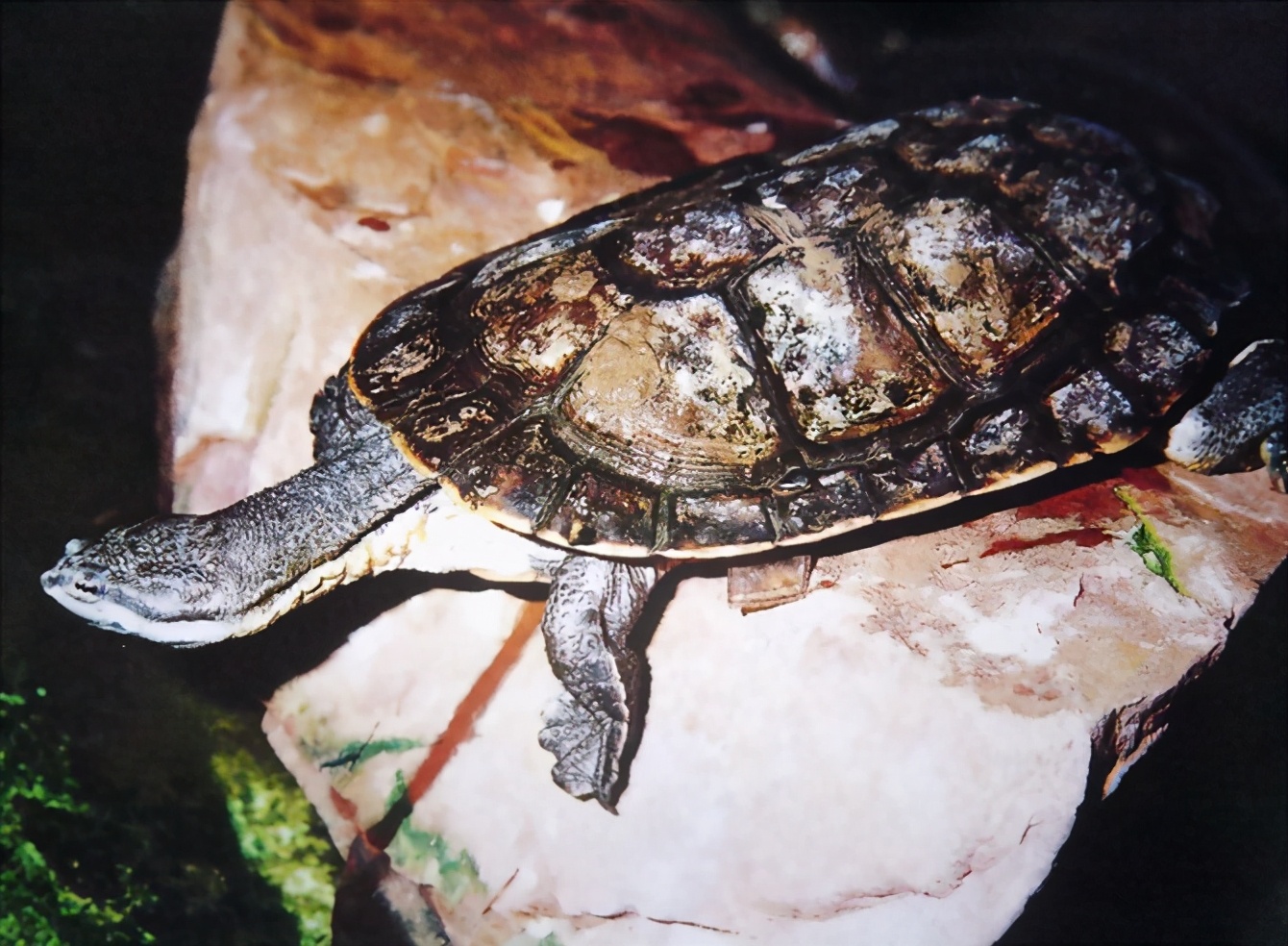 龟类大百科,大眼睛龟类