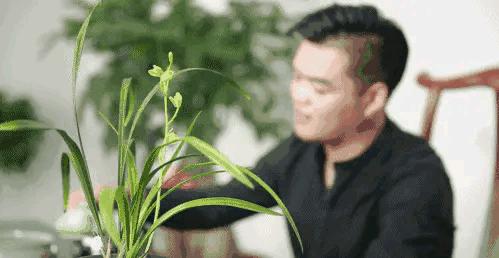 中国兰花名品录,春兰兰花名品大全