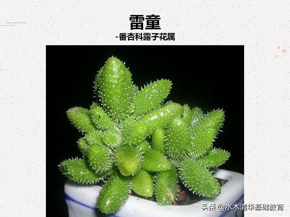 梦幻女王多肉植物百科图谱,原产地多肉植物图谱pdf