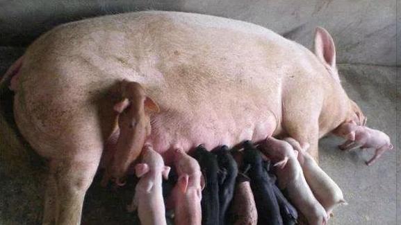 养殖疾病防控怎么样,养殖过程中如何预防和治疗感冒