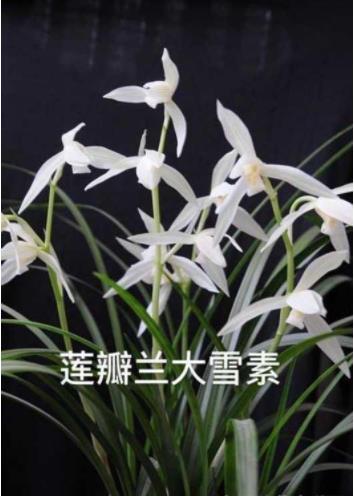 中国兰花之乡有哪些?为何云南独占7个?