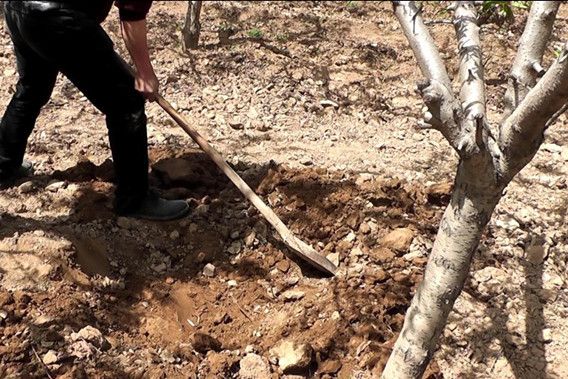 五步走防治果树根腐病