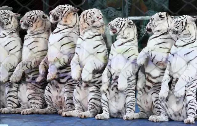 亲子游寒假去哪旅游最好,寒假孩子去哪旅游最好