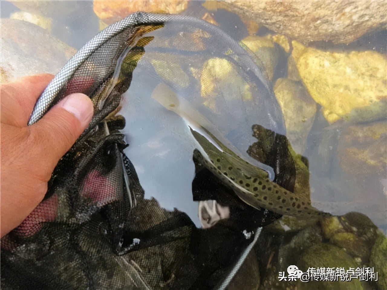 秦岭细鳞鲑科普,秦岭细鳞鲑百科介绍