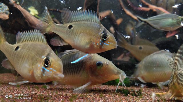 怎么养鱼缸的水质才稳定,水族箱用什么过滤最好