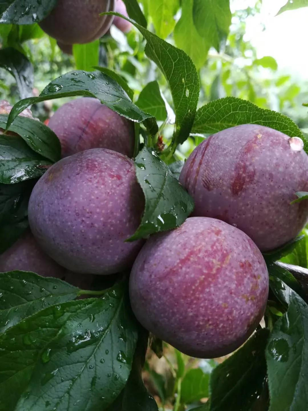 三华李南华李的区别,银妃三华李是早熟好还是迟熟好吃