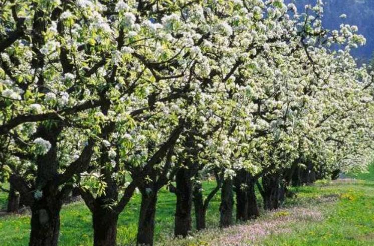 梨树的花期管理,秋月梨树花期管理
