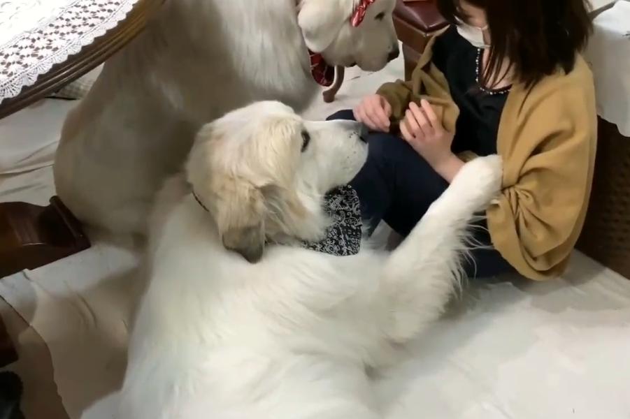 大白熊犬撒娇视频,150多斤的大白熊犬