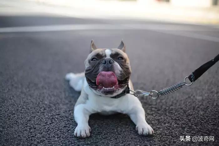 狗狗孤独会有这几种表现别忽视了,从狗狗的日常行为判断它们的性格