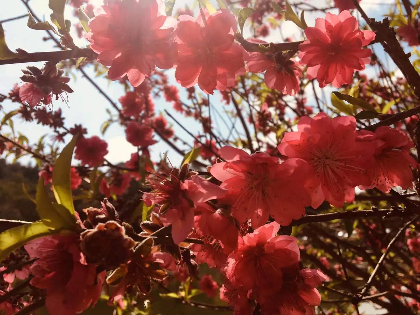 桃花励志花语大全,桃花的星座和花语