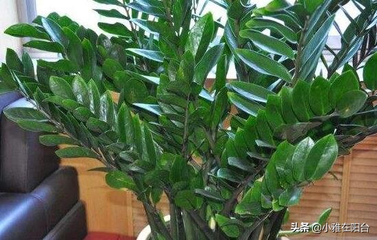 养金钱树花注意什么问题,养金钱树的小技巧