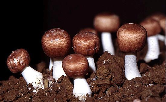 松茸与洋茸的区别,松茸菇干货整体图片