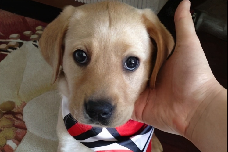 拉布拉多可以像土狗那样养么,拉布拉多怎么比土狗难养那么多