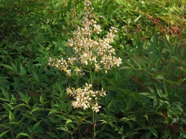 整合——28种青草药,赶快收藏备用!