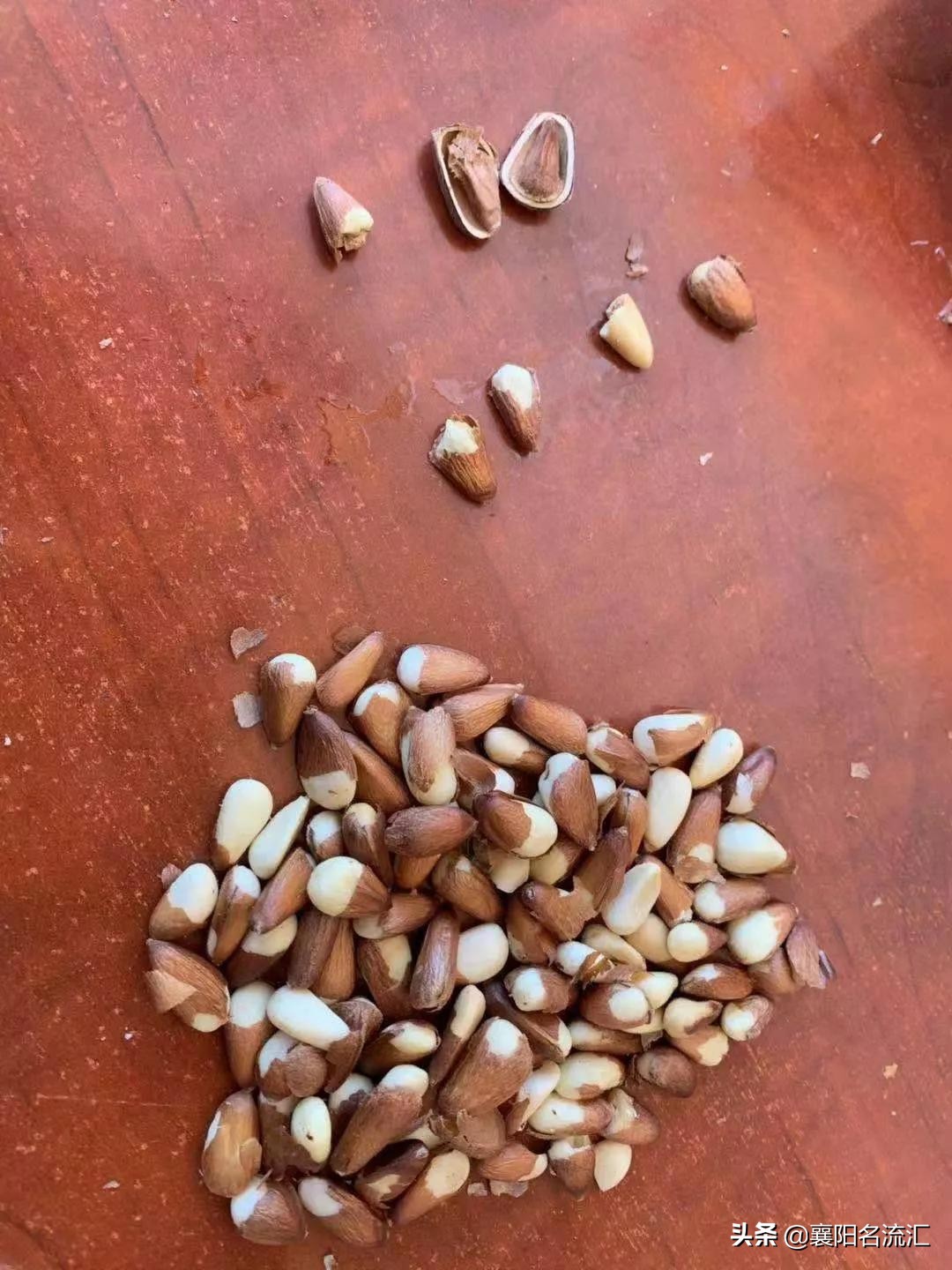 苦等210天,老婆终于吃到了极品松子