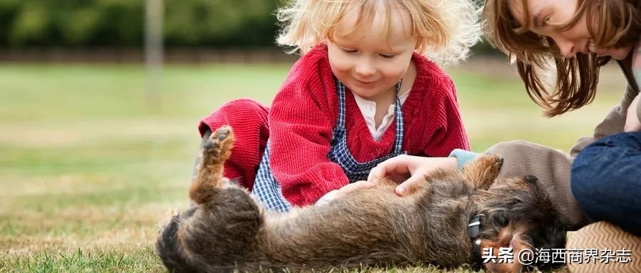 2020年最“吸金”行业：撸猫吸狗，成就千亿消费市场