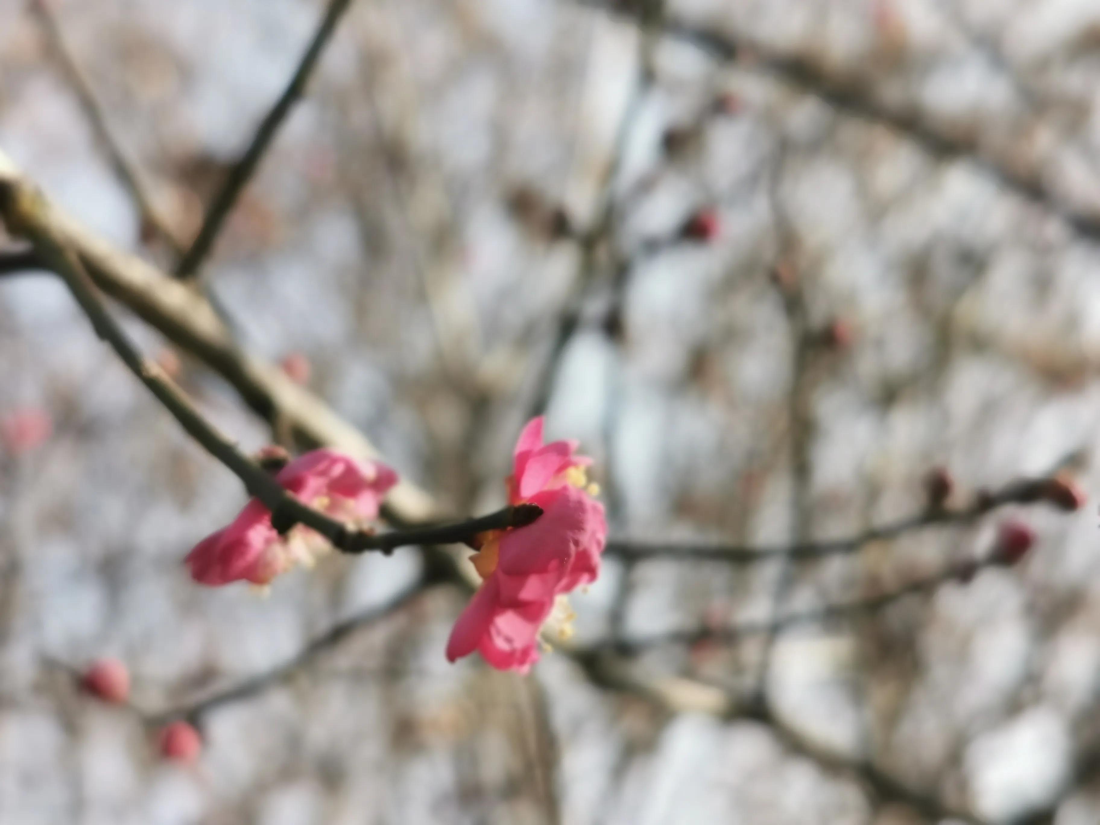 喜欢，妈妈为你唱歌时找不到调的跑调（我思）