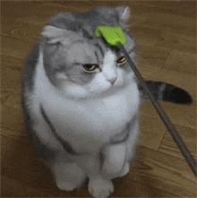 搞笑大哥爆笑图片,搞笑动图走一波