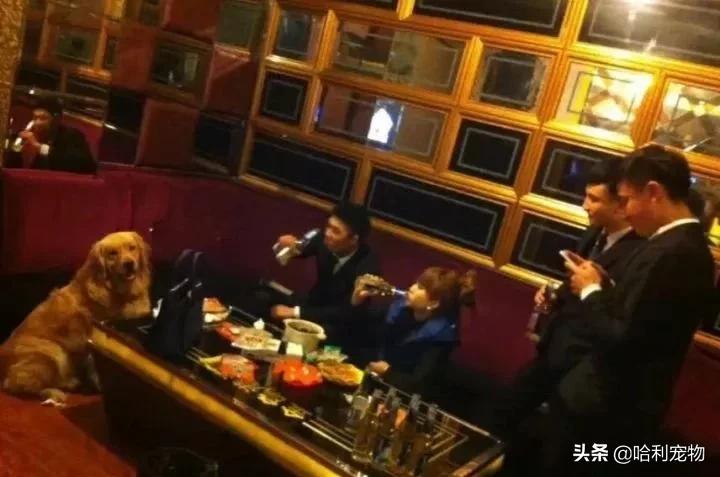 金毛到底有多聪明,金毛聪明排名第几