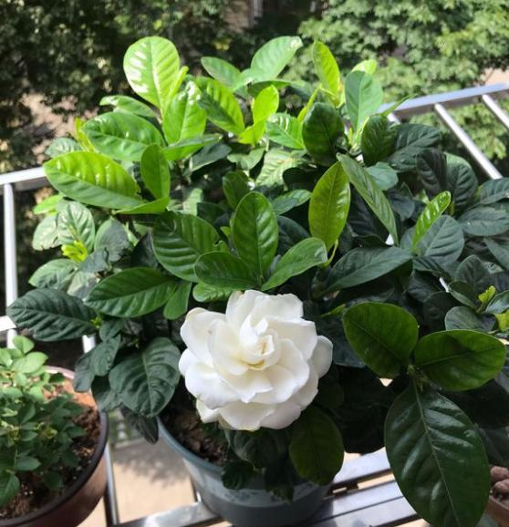 栀子花浇酸水的正确方法,栀子花叶子发黄用什么浇水