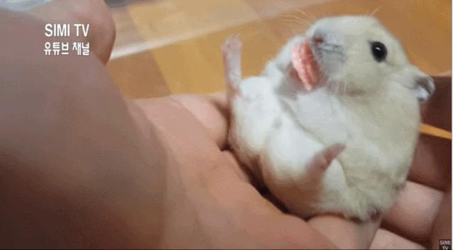 身价300万的仓鼠外网走红！住3层电梯豪宅，丰富娱乐，人不如鼠啊