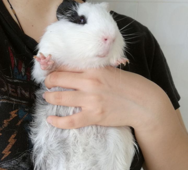 豚鼠长相呆萌可爱,可爱的小豚鼠