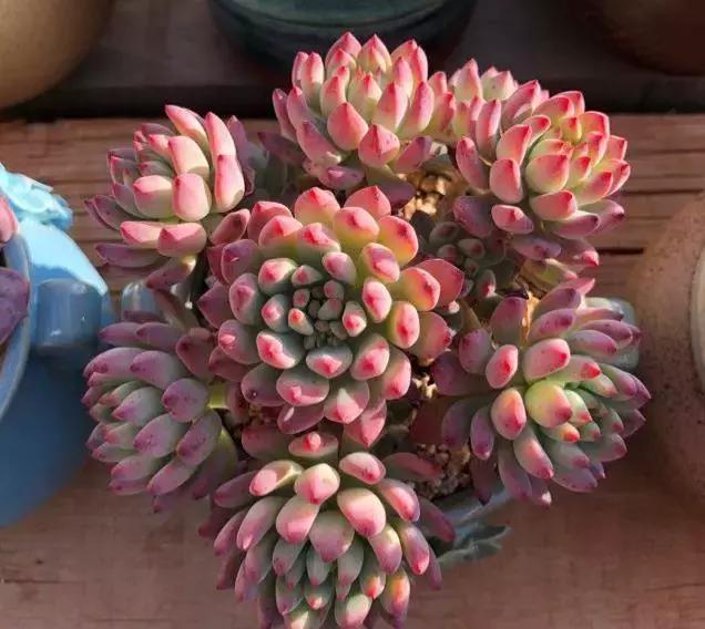 网购多肉不好养怎么办视频,网购的多肉小苗需要多久服盆