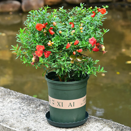 盆景石榴喜阴还是喜阳,盆景石榴什么时候开花结果