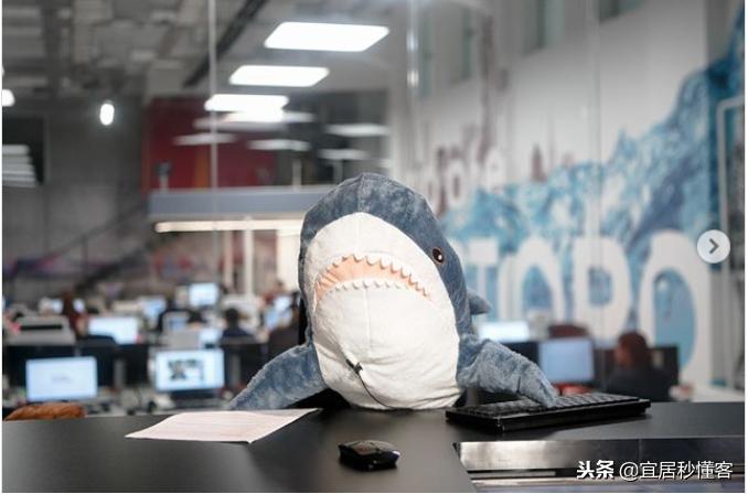 宜家小鲨鱼,为什么宜家鲨鱼火了