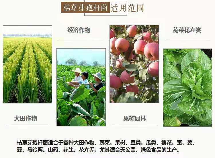 微生物源农药枯草芽孢杆菌的使用技术，“以菌治菌”防治土传病害