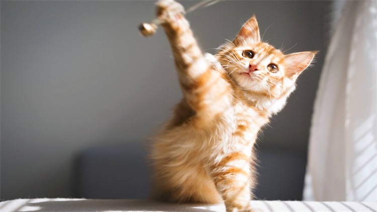 猫咪生病了用什么草药,猫咪提高免疫力药品