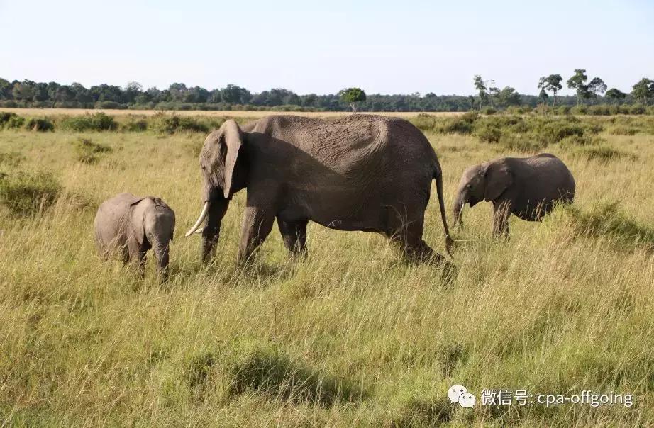 这个野奢的国度，欧美、日韩人都爱去，为何我们国家没人去？
