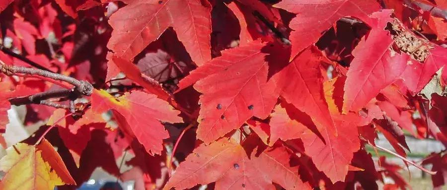 国外犯罪可以被保释吗,加拿大保释需要什么条件