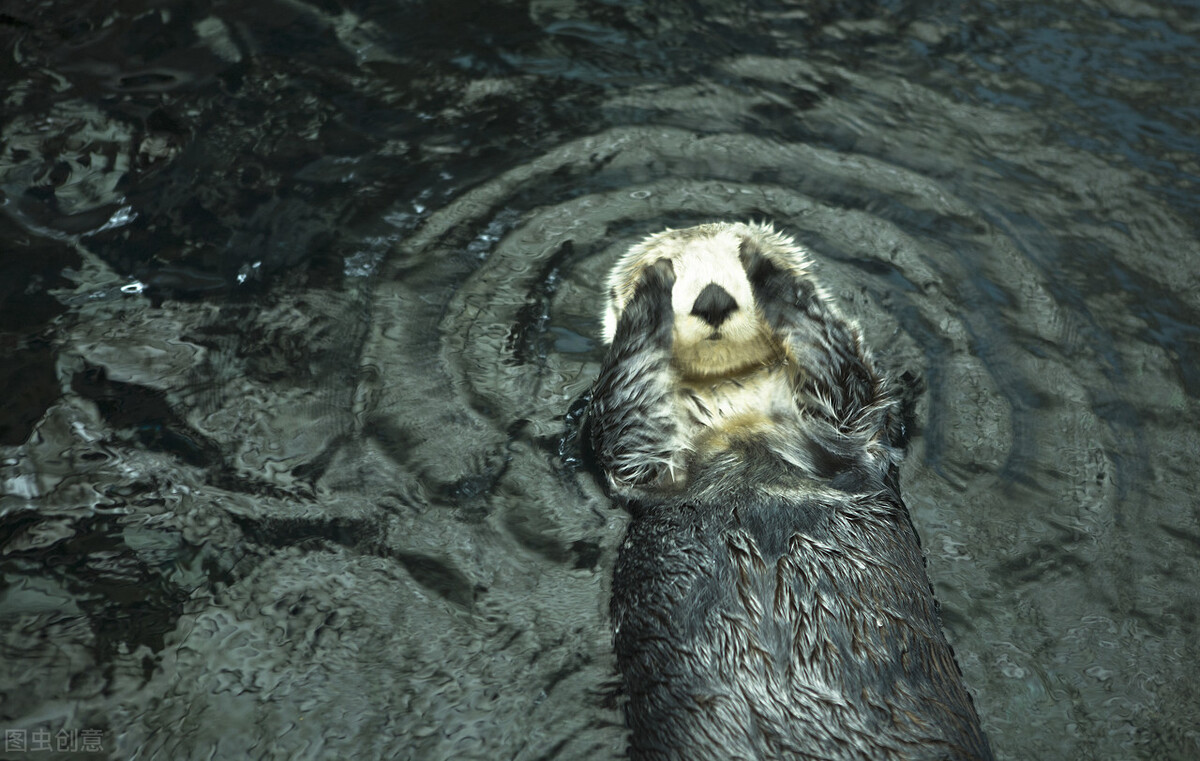 不要再把这些动物当做水猴子啦！这些动物快哭了