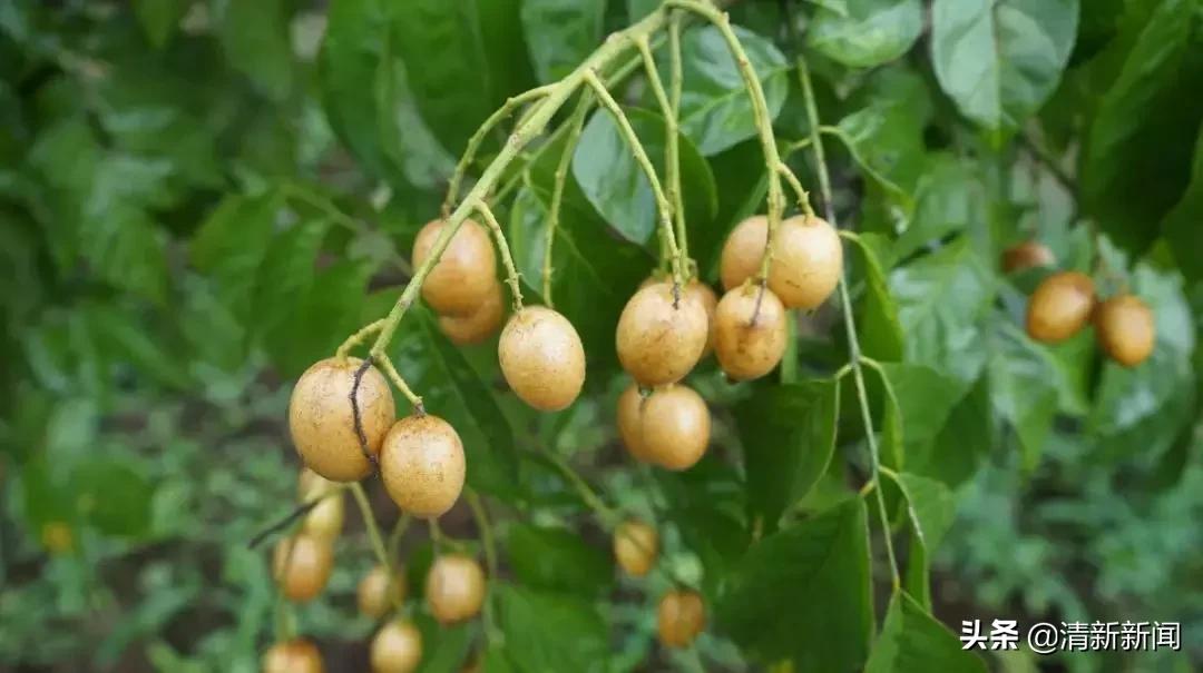 清远恒大足球小镇最新消息,广州恒大足球小镇