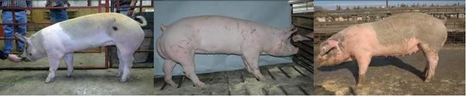 想养猪买不到小猪咋办,母猪养猪技巧和方法最新