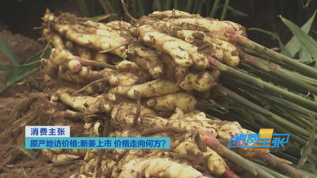 大量精品生姜出售,今日鲜姜收购价格